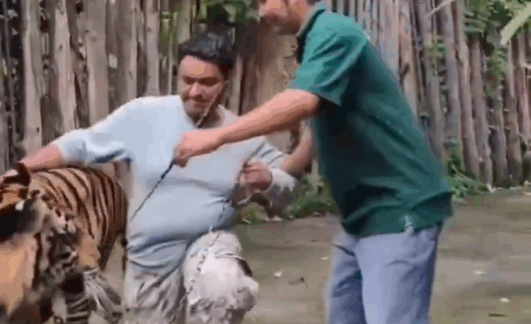 TIGRE ATACA TURISTA QUE INTENTABA TOMARSE UNA SELFIE EN UN PARQUE ZOOLÓGICO EN TAILANDIA.
