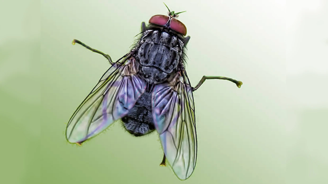 EE. UU. PLANEA LANZAR MILLONES DE MOSCAS DESDE EL CIELO PARA COMBATIR LOS GUSANOS CARNÍVOROS.