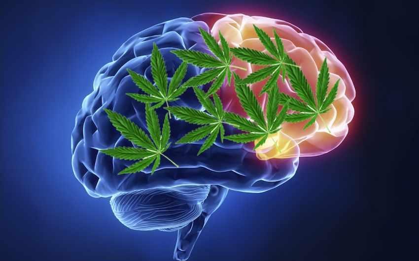 LA MARIHUANA ENVEJECE EL CEREBRO Y CAUSA PROBLEMAS DE SALUD MENTAL, ADVIERTE ESPECIALISTA