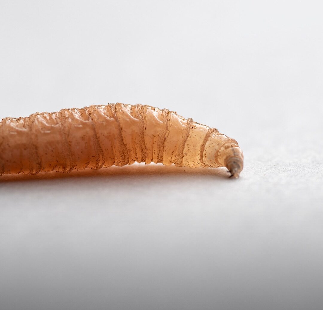 UN HOMBRE ADQUIERE ‘GUSANOS DE CERDO’ EN SU CEREBRO DESPUÉS DE AÑOS DE REALIZAR ESTE HÁBITO CULINARIO ESPECÍFICO