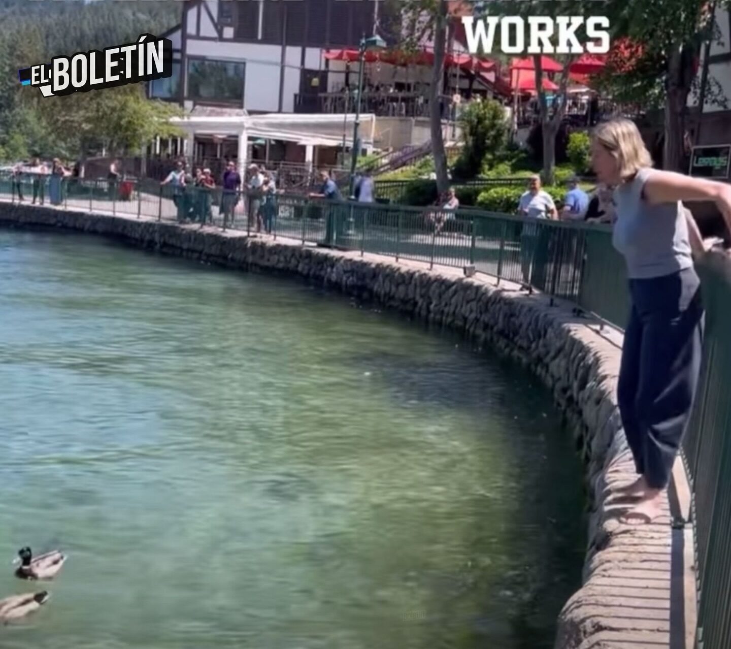 FEMINISTA ENTRA A LAGO GRITANDO A PATO MACHO ALEGANDO QUE ESTE SE ESTABA APROVECHANDO SEXUALMENTE DE LA HEMBRA.