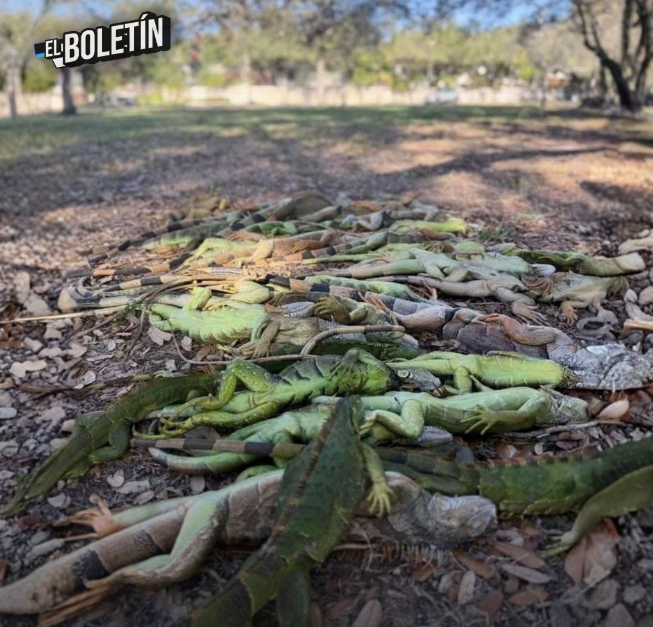 ¿APOCALIPSIS REPTIL? GRAN PREOCUPACIÓN TRAS EL HALLAZGO DE DECENA DE MILES DE IGUANAS PETRIFICADAS EN TODA FLORIDA.