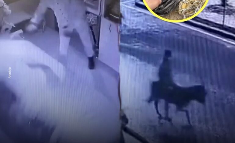 HOMBRE ROBA UNA JOYERÍAY PROTAGONIZA LA HUIDA MÁS INSÓLITA¡ESCAPA EN BURRO!